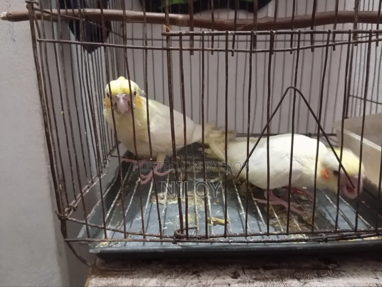 Cockatiel Bird