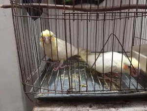 Cockatiel Bird