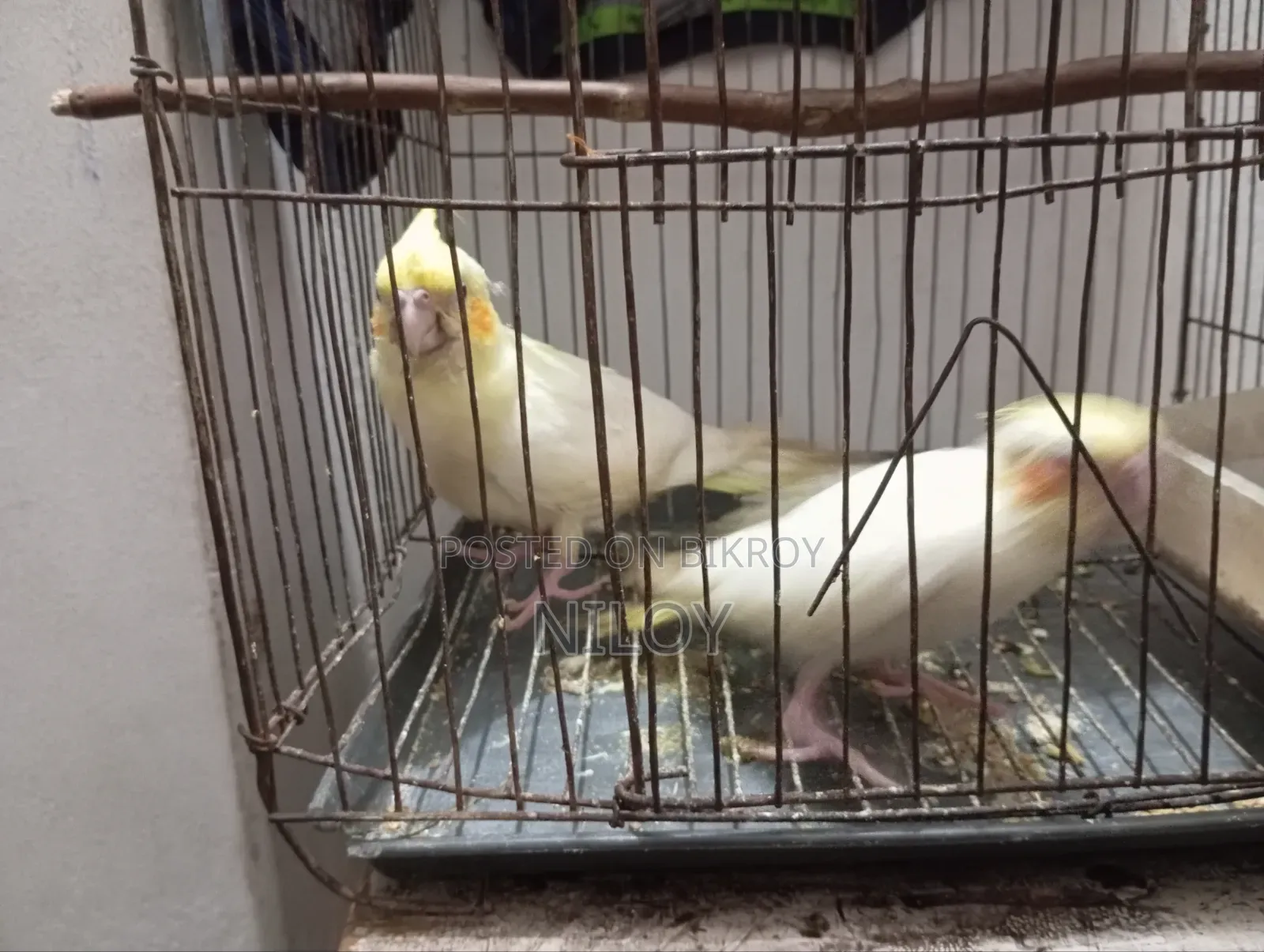Cockatiel Bird