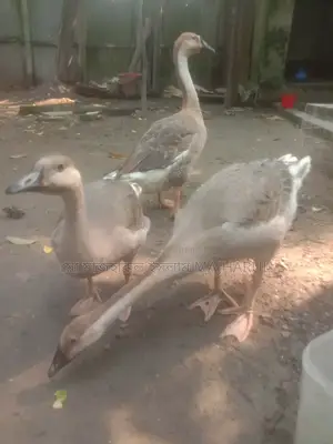 Goose for Sale