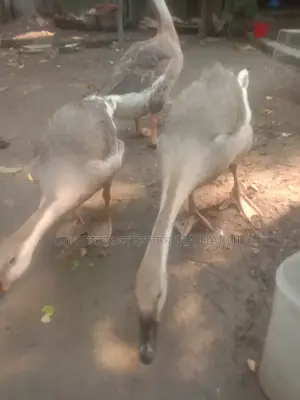 Goose for Sale