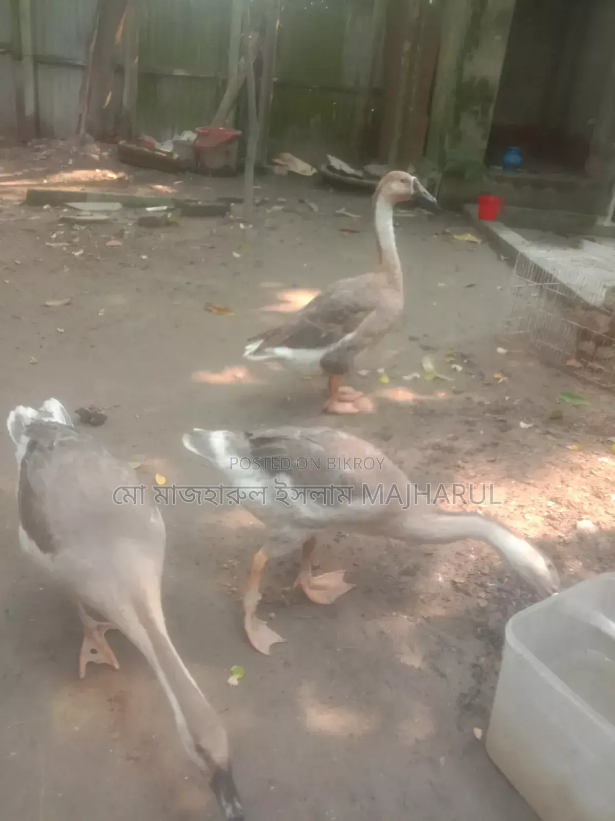 Goose for Sale