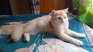 1+ Year Male Mixed Breed Persian Cat
