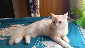 1+ Year Male Mixed Breed Persian Cat