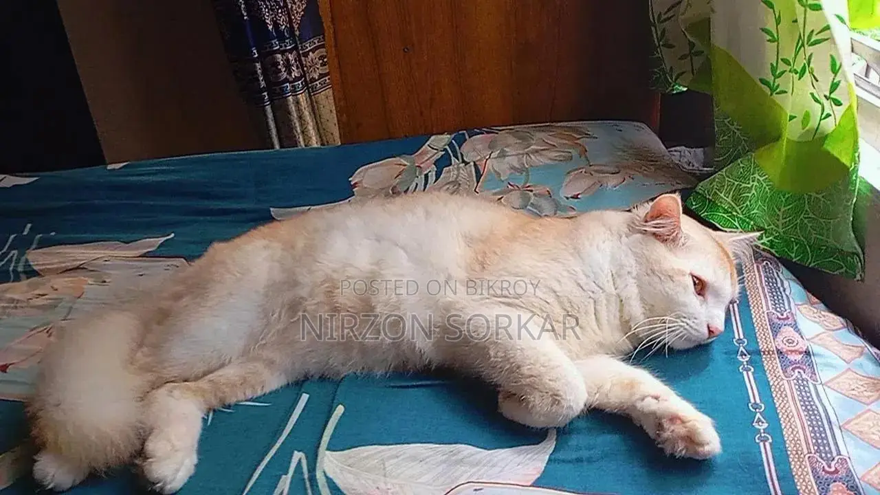 1+ Year Male Mixed Breed Persian Cat