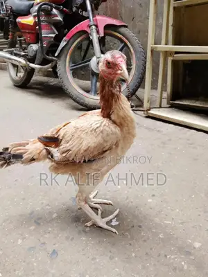 Aseel Lakha Rooster And Aseel Hen