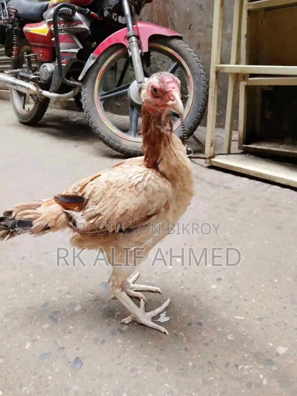 Aseel Lakha Rooster And Aseel Hen