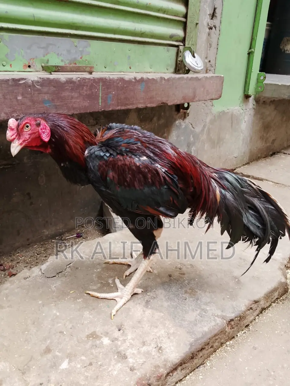 Aseel Lakha Rooster And Aseel Hen
