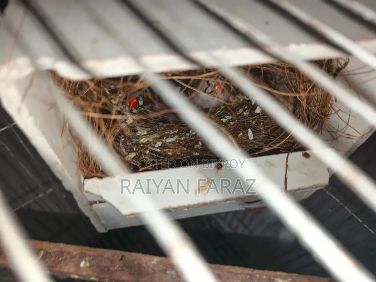 জেব্রা ফিঞ্চ মাস্টার পেয়ার