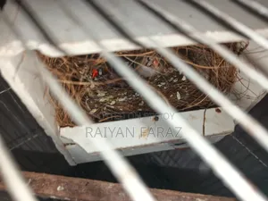 Zebra Finch Master Pair