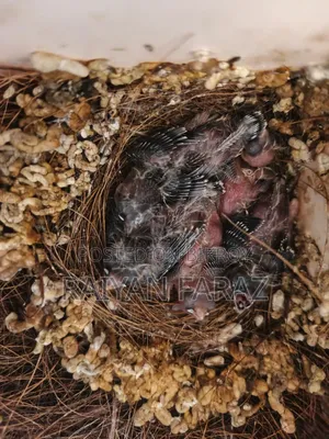 জেব্রা ফিঞ্চ মাস্টার পেয়ার