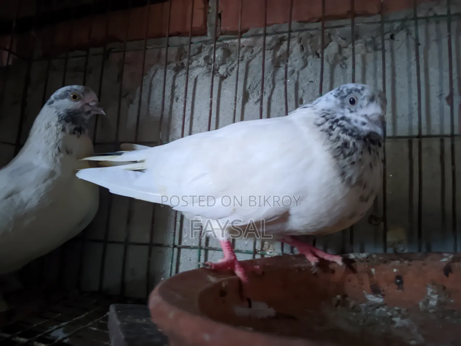 Giribaz Pigeon