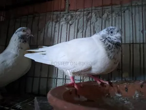 Giribaz Pigeon