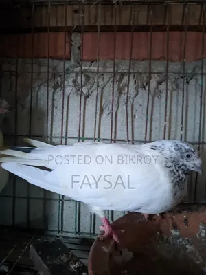 Giribaz Pigeon