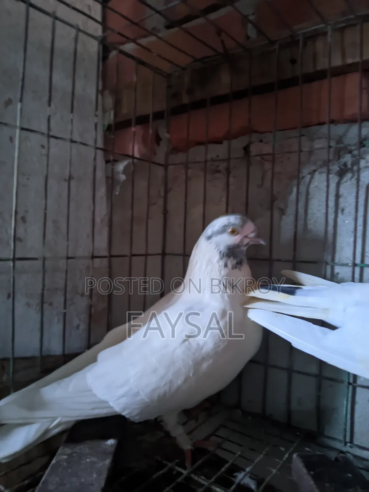Giribaz Pigeon