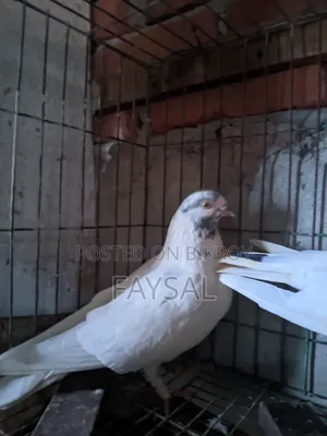 Giribaz Pigeon