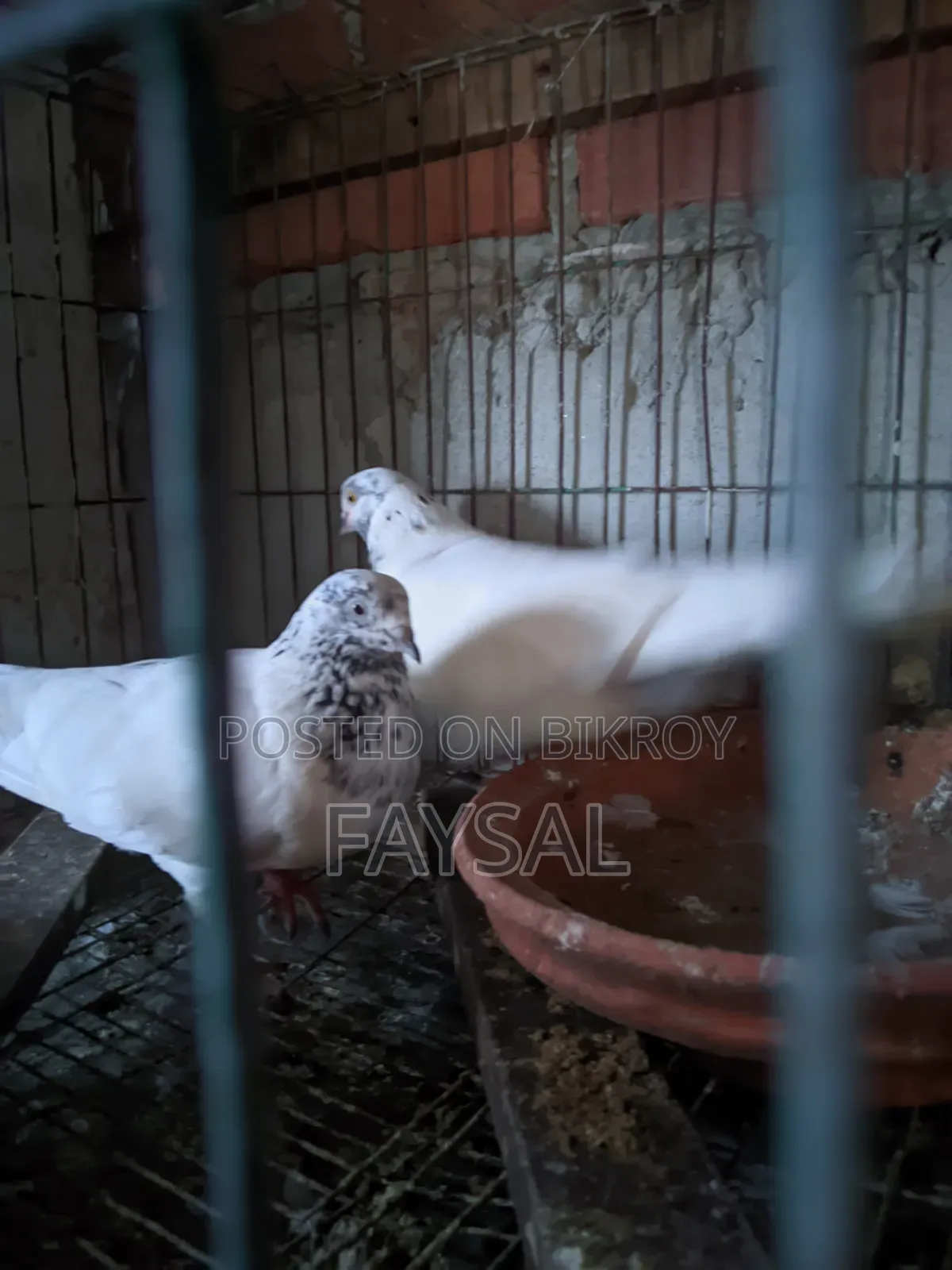 Giribaz Pigeon