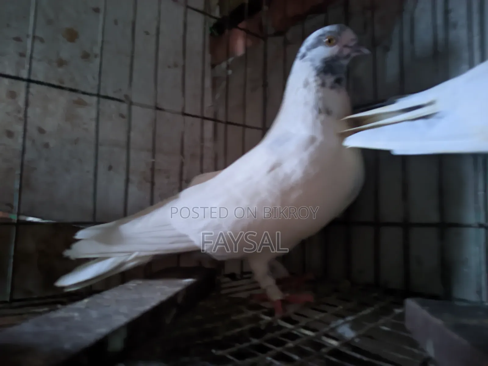 Giribaz Pigeon