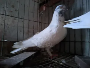 Giribaz Pigeon