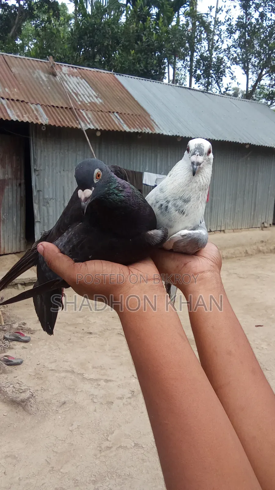 Rechar Running Pair