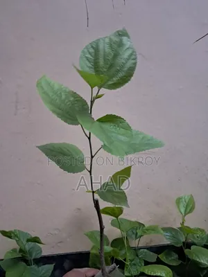 Malbarry Tree