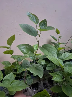 Malbarry Tree