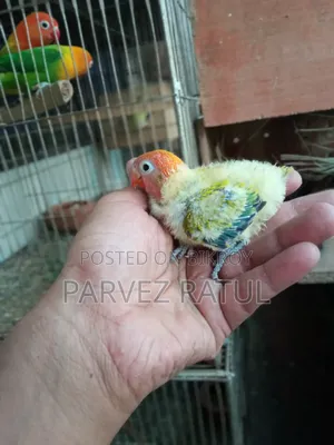 লাভ Bird বাব্য