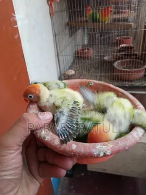 লাভ Bird বাব্য