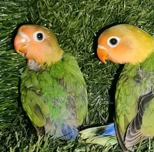 লাভ Bird বাব্য