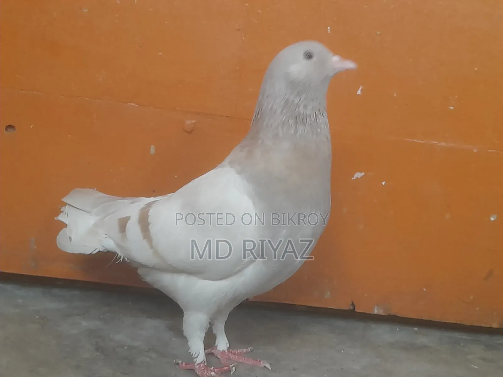 খাকি কবুতর