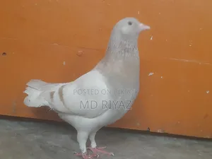 খাকি কবুতর