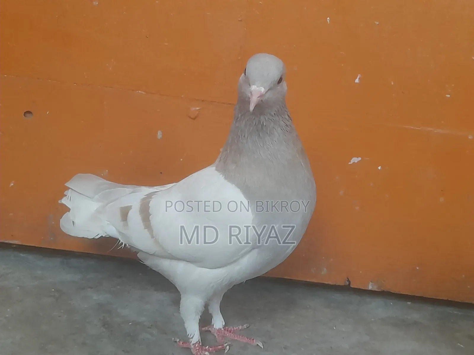 খাকি কবুতর