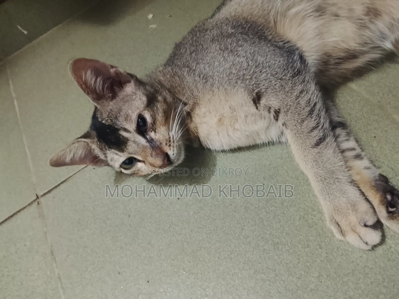 1-3 months Male Purebred Bengal