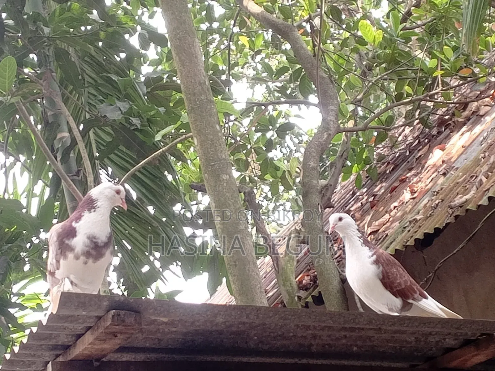 Siraji Pigeon | Good Pigeon | Beautiful Pigeon |