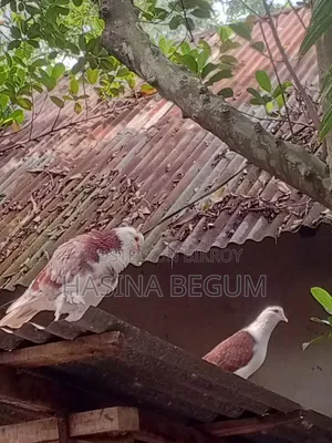 Siraji Pigeon | Good Pigeon | Beautiful Pigeon |