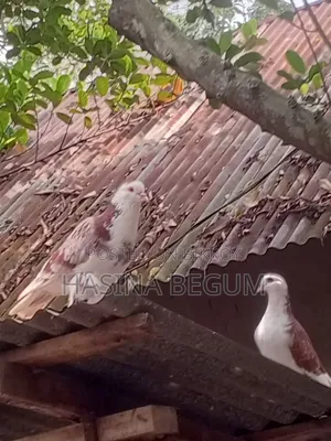 Siraji Pigeon | Good Pigeon | Beautiful Pigeon |