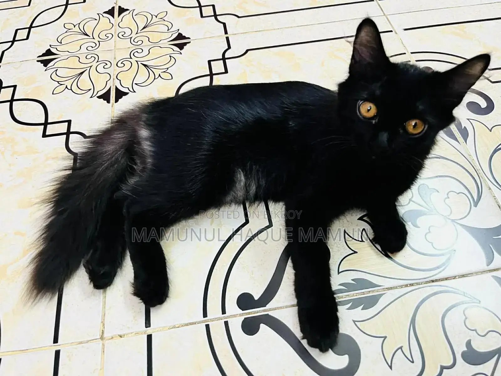 3-6 months Male Mixed Breed Persian