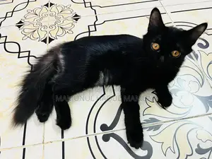 3-6 months Male Mixed Breed Persian