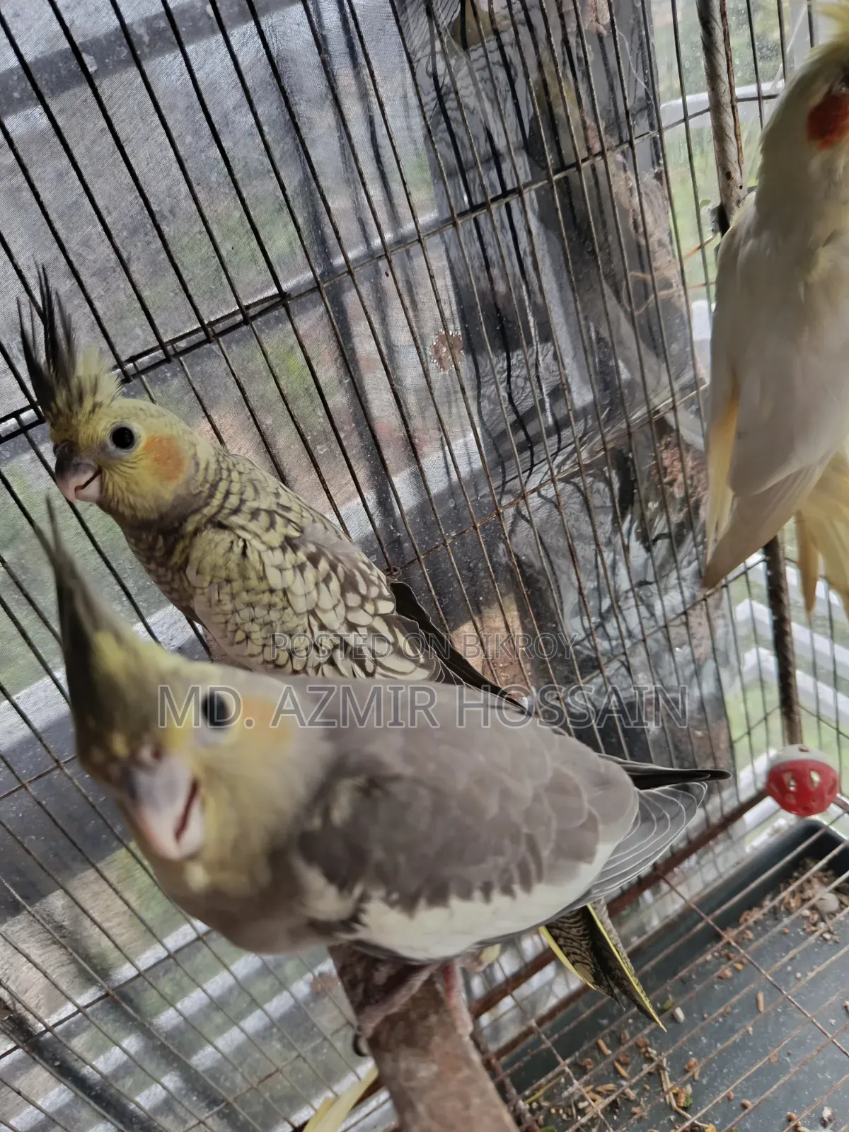 Self Feed Cocktail Baby