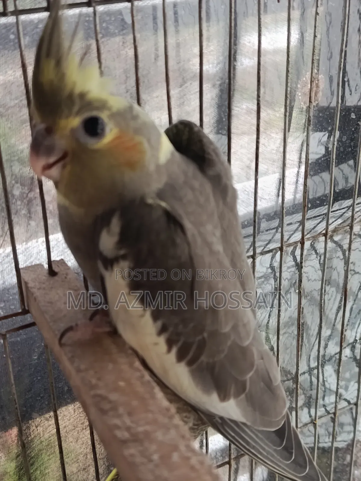 Self Feed Cocktail Baby