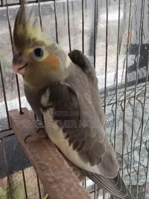 Self Feed Cocktail Baby