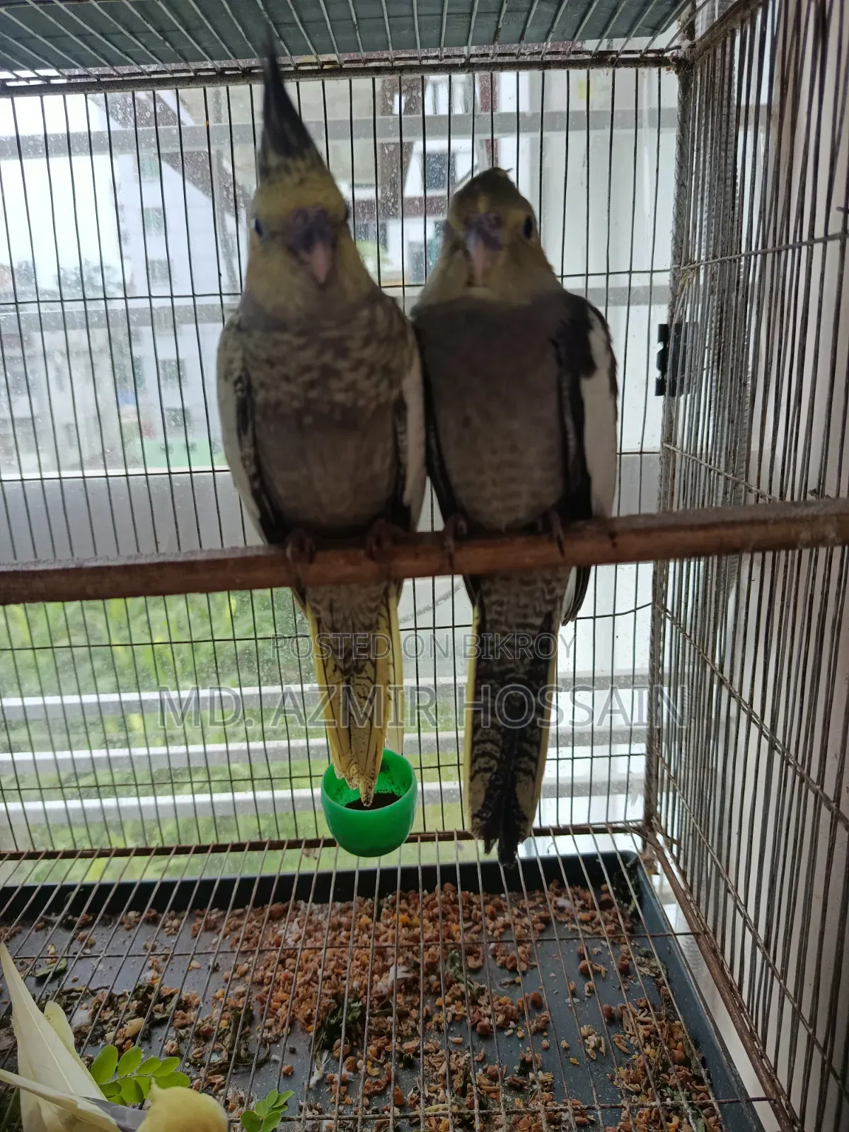 Self Feed Cocktail Baby