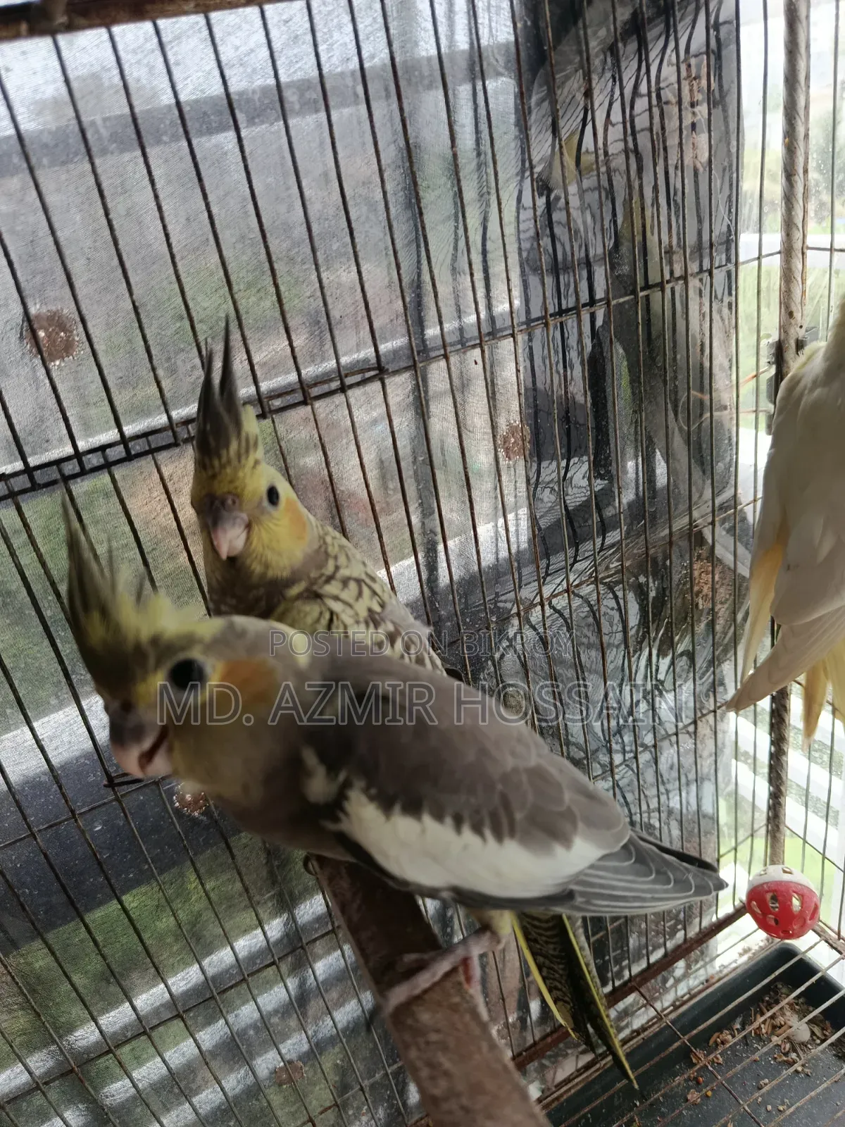 Self Feed Cocktail Baby