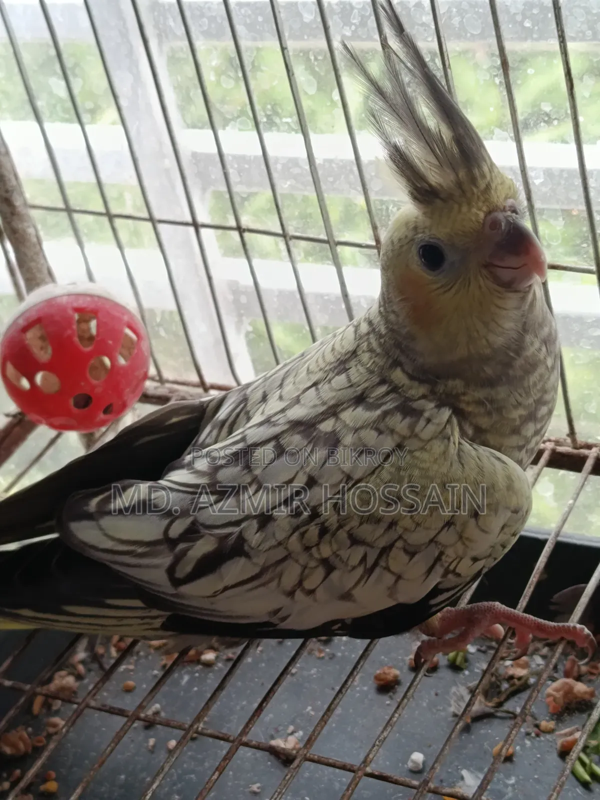Self Feed Cocktail Baby