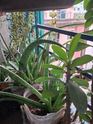 Aloe Vera Saplings
