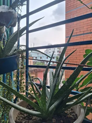 Aloe Vera Saplings