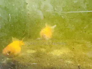 Gold Fish Pair
