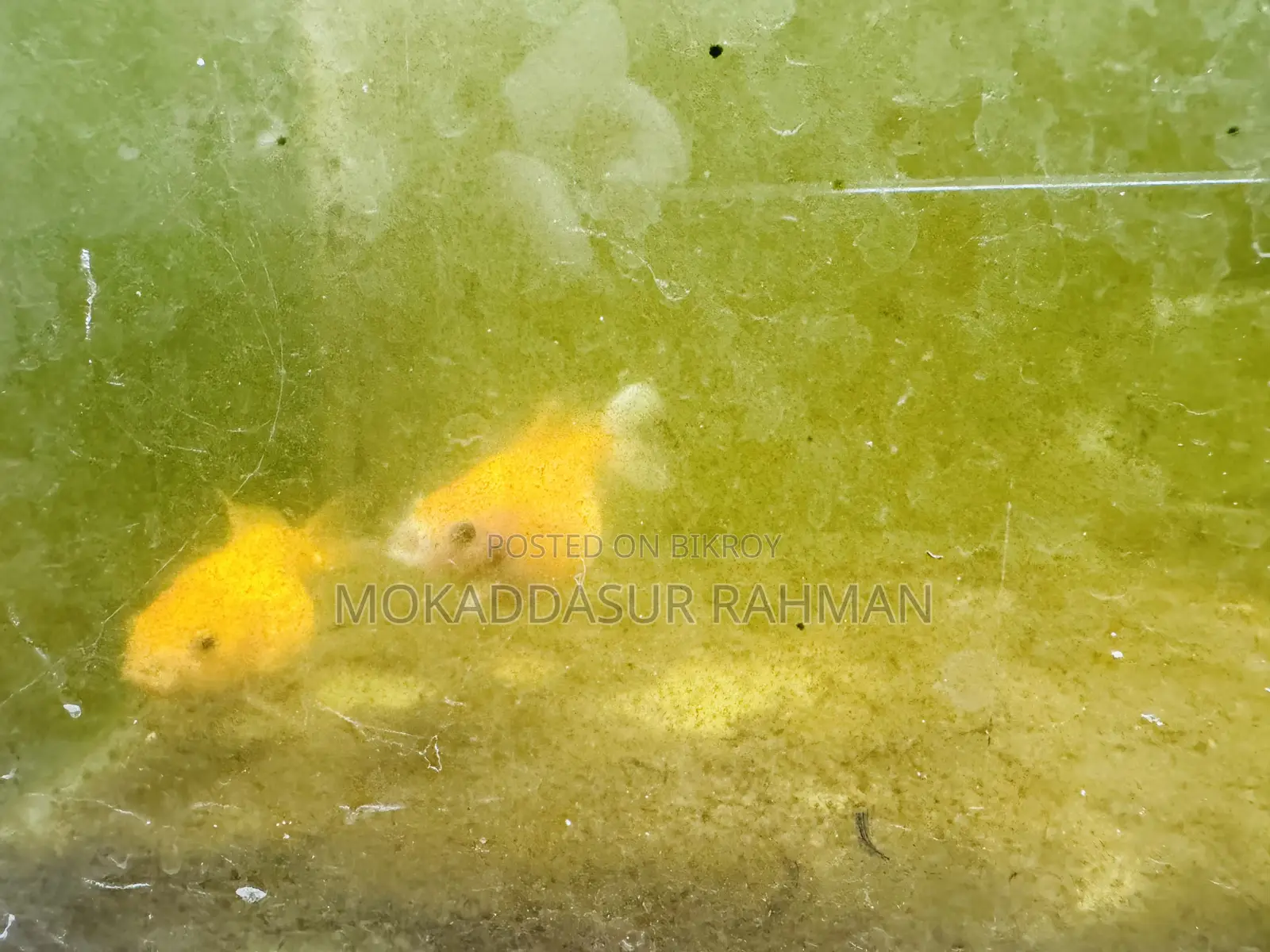 Gold Fish Pair