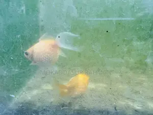 Gold Fish Pair