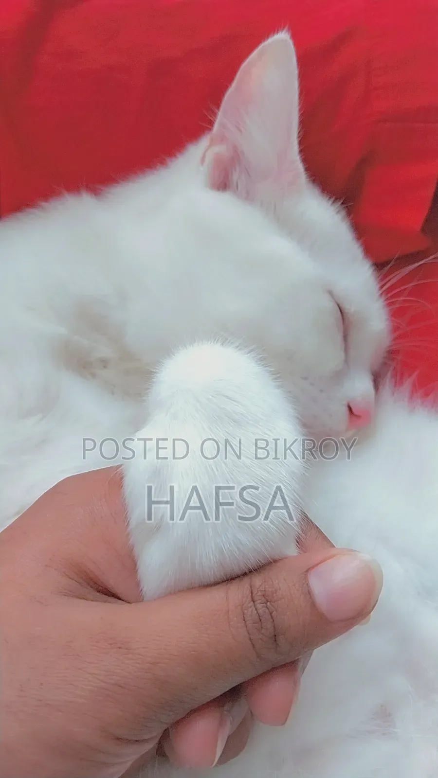 6-12 Months Male Mixed Breed Persian